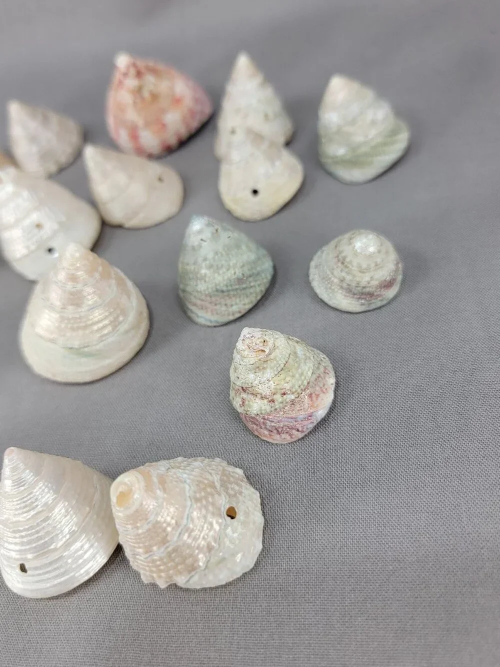 Top Trochus Shell Seashell Lot of 17 Nautical Beach Ocean Decor Crafts